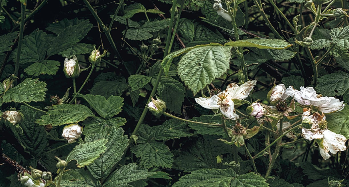 A photograph of brambles and flowers