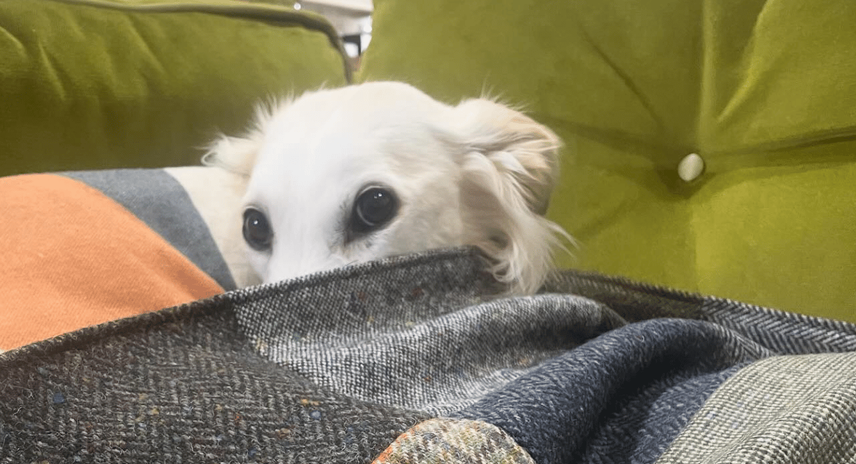 A cream dog enjoys snuggling under a recycled wool quilt