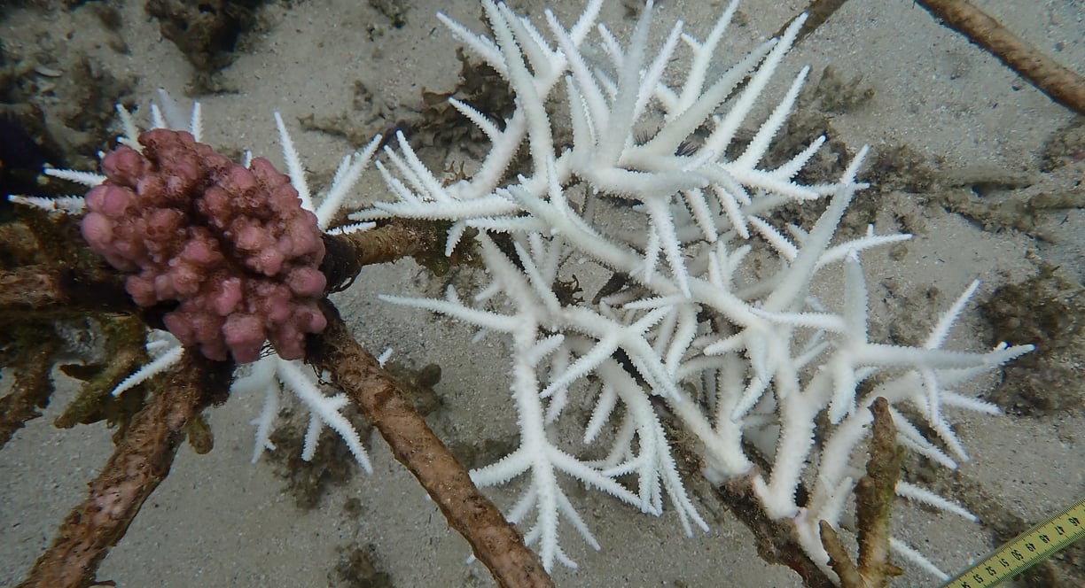 Coral colonies in coral gardens in St Felix (June 2025)