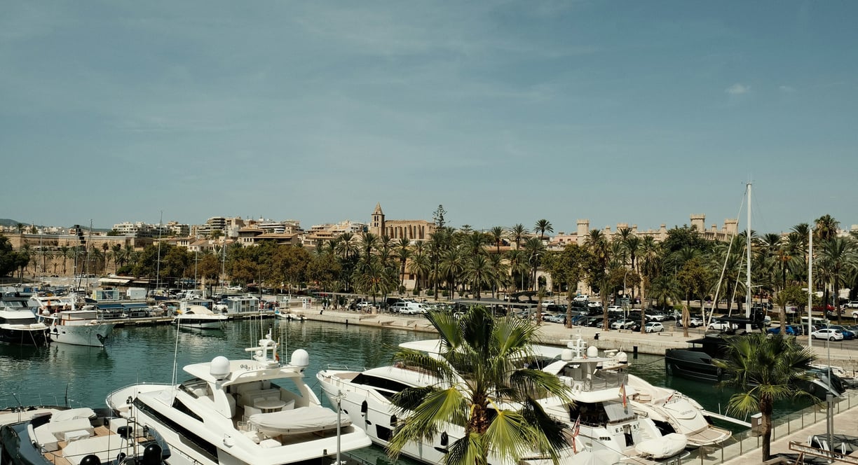 a palm tree in the foreground of a marina