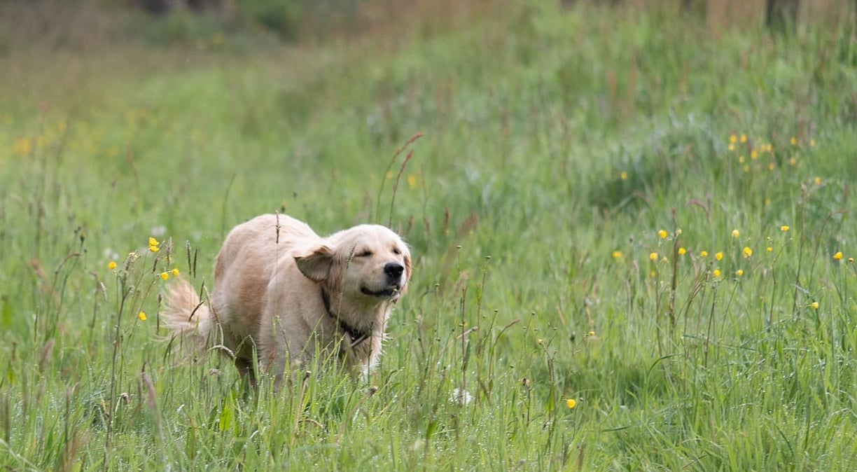Golden Retriever du Pays Pourpre courant dans un pré breton