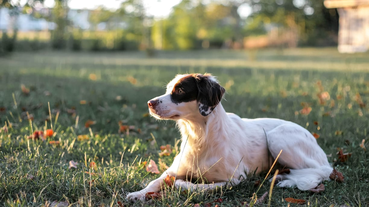 Ella, chienne adoptée, se repose dans le soleil de fin d'après-midi dans les Landes