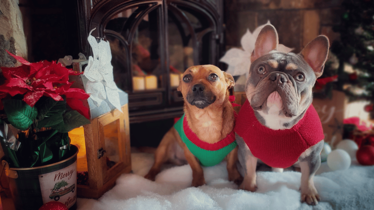 two dogs wearing sweaters and sweaters with christmas decorations