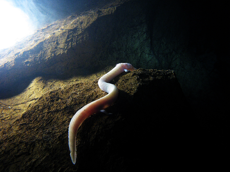 cave salamander proteus anguinus in bosnia cave divi