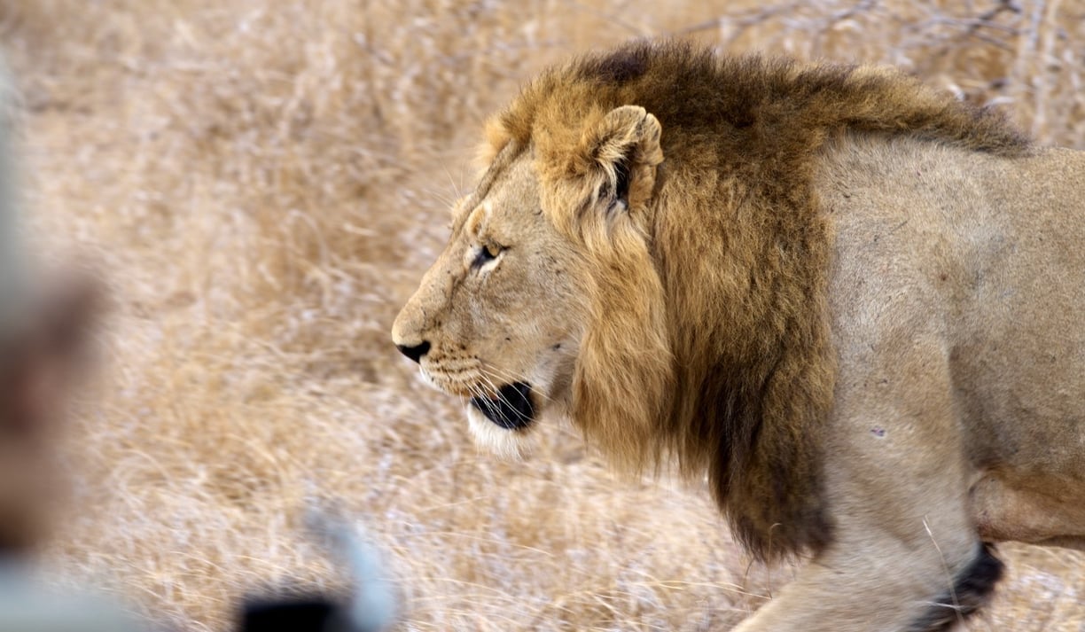 Male lion walking pass our vehicle very closely