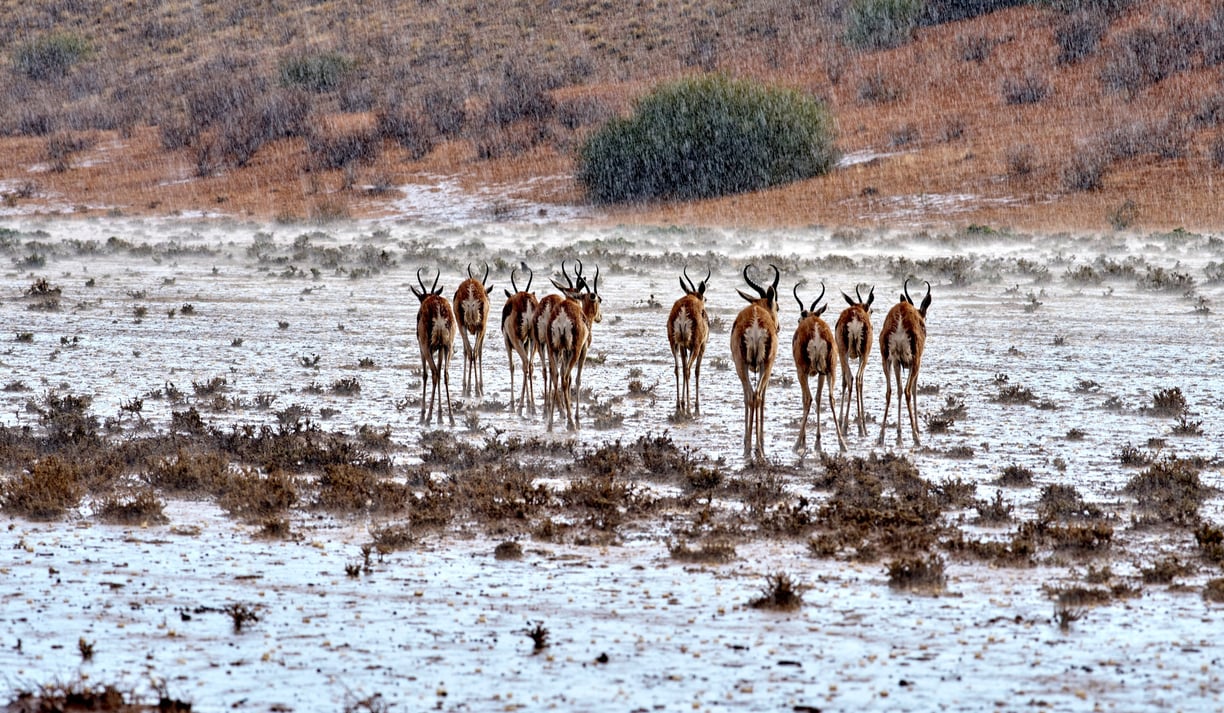 Springboks in the Kalahari during the first downpour of the season