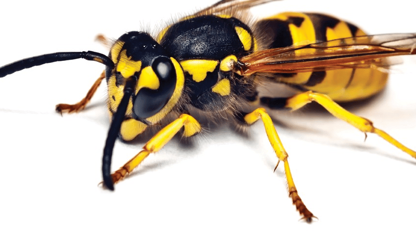 TLC Upstate Lawn & Pest Control