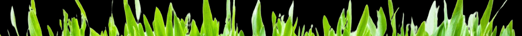 green grass blades no background footer