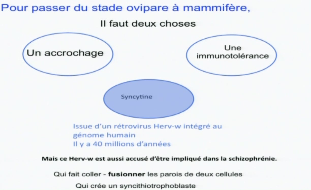 syncytine