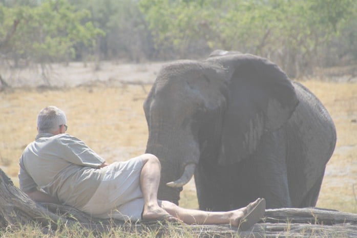 Rhino sitting in front of a bull elephant Savuti