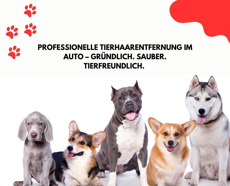 Professionelle Tierhaarentfernung aus Autositzen und Teppichen – gründliche Reinigung für ein haarfr