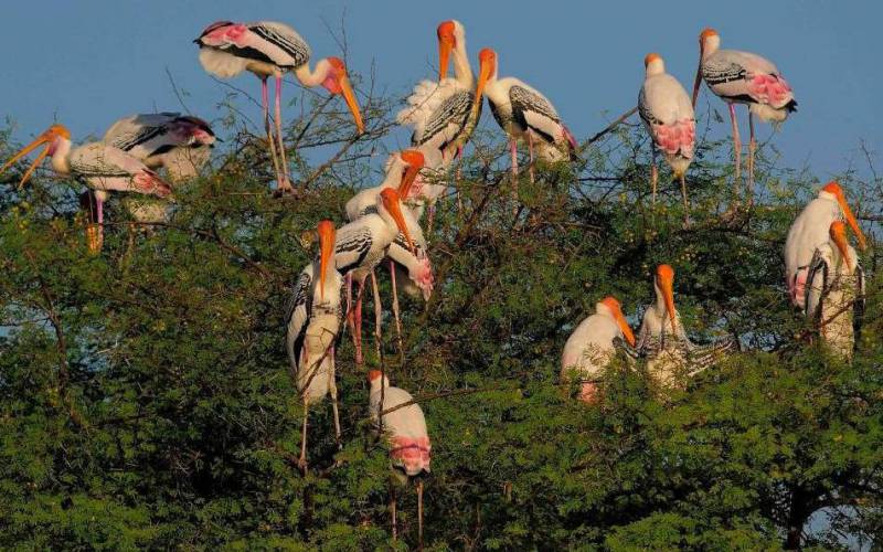 A flock of Painted Storks perched on a tree, Bharatpur Bird Sanctuary