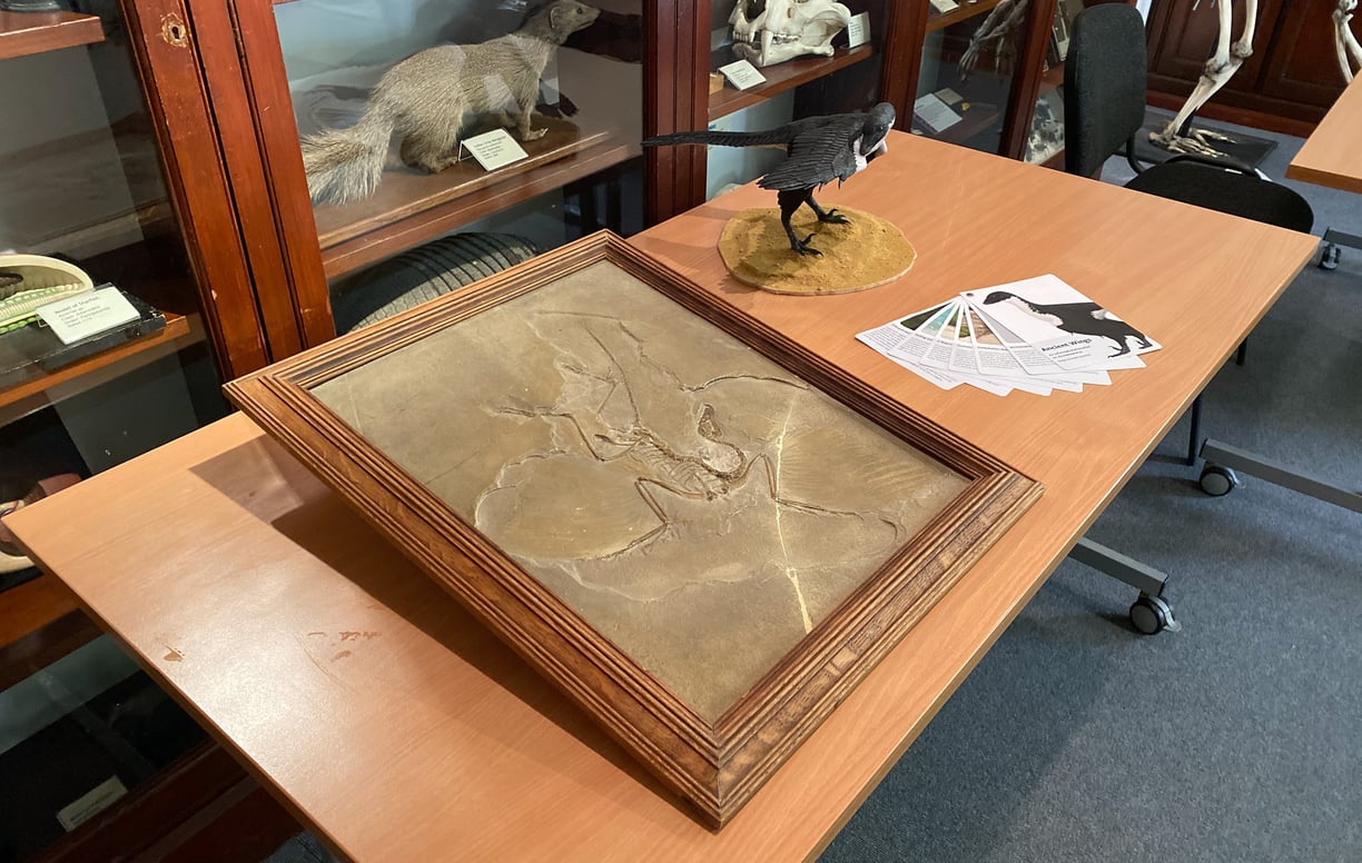 Archaeopteryx in museum