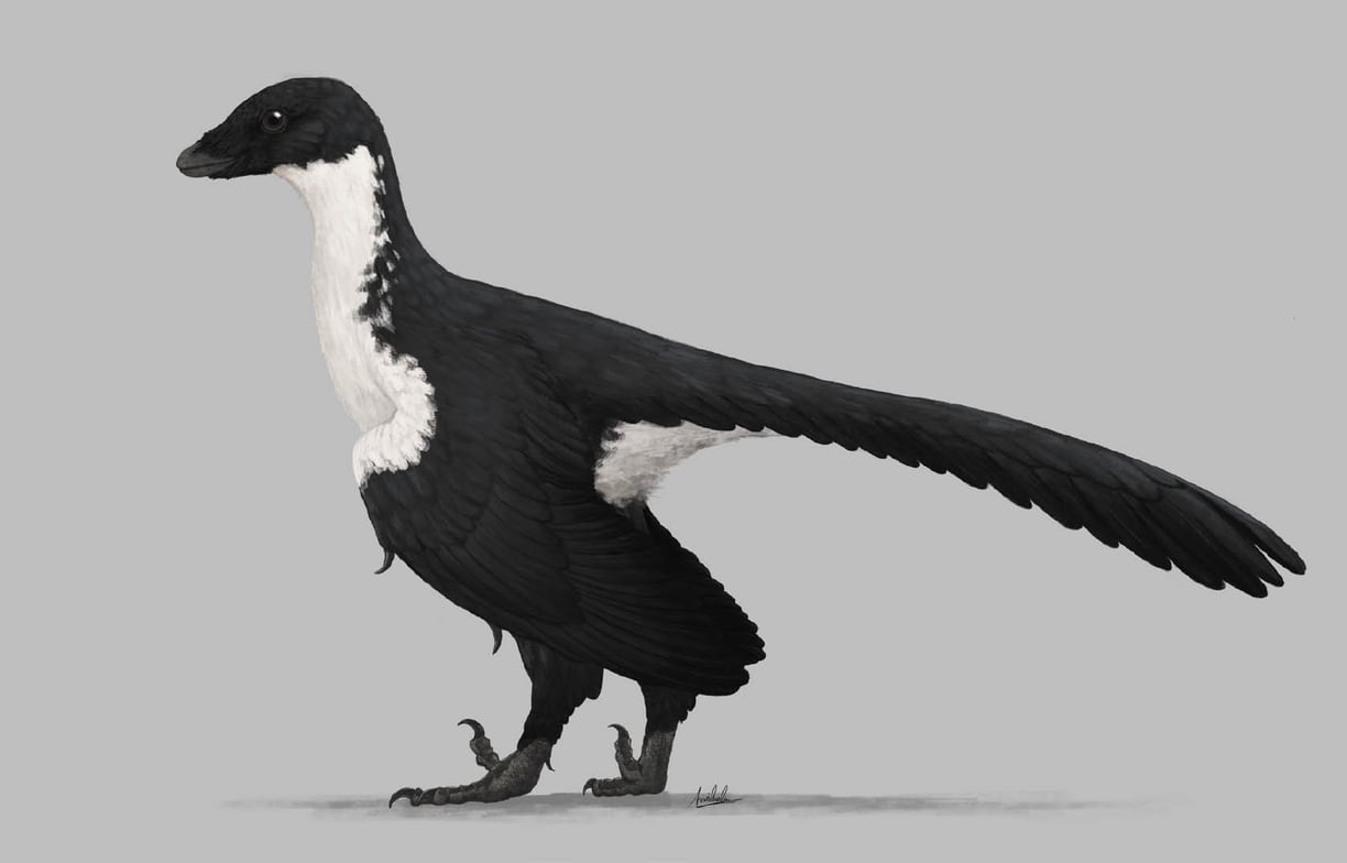 Archaeopteryx 12