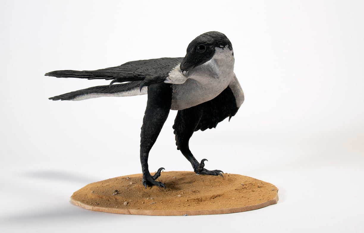 Archaeopteryx 8
