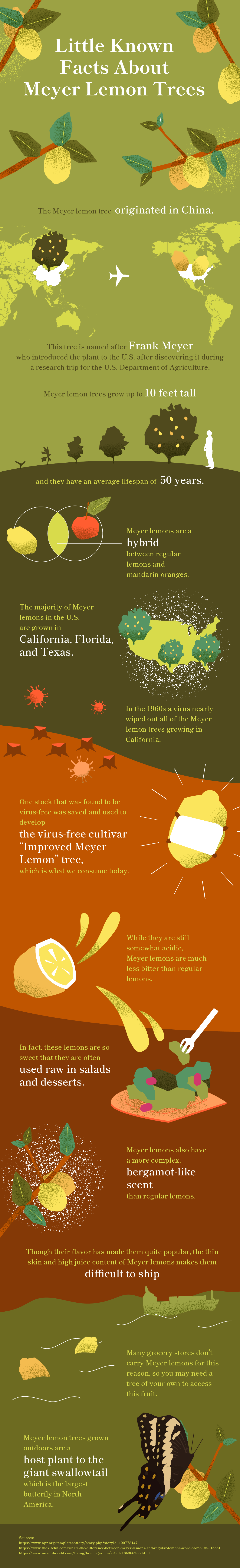 Infographic with Meyer Lemon Facts listed above