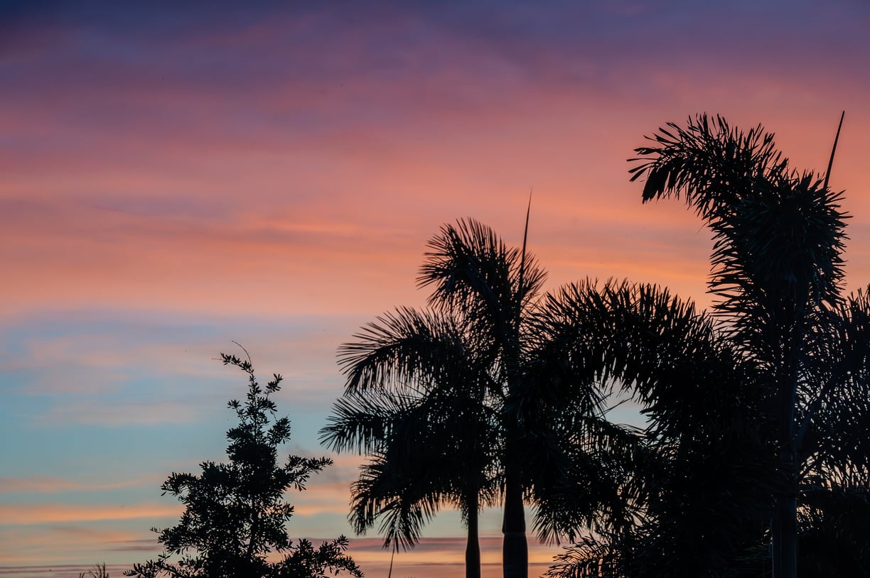 a  pink sunset sky with a few shadowy palm trees