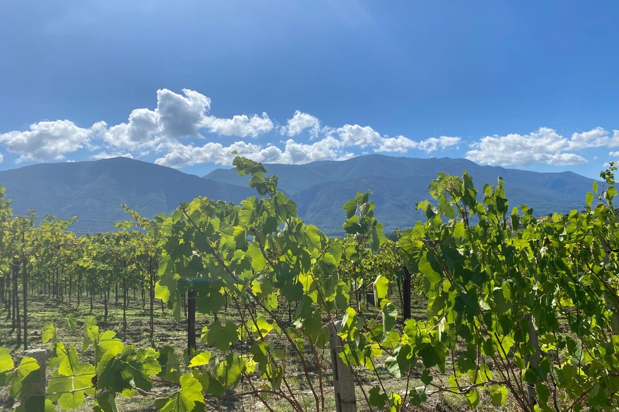 a vineyard with a view of mountains in the background
