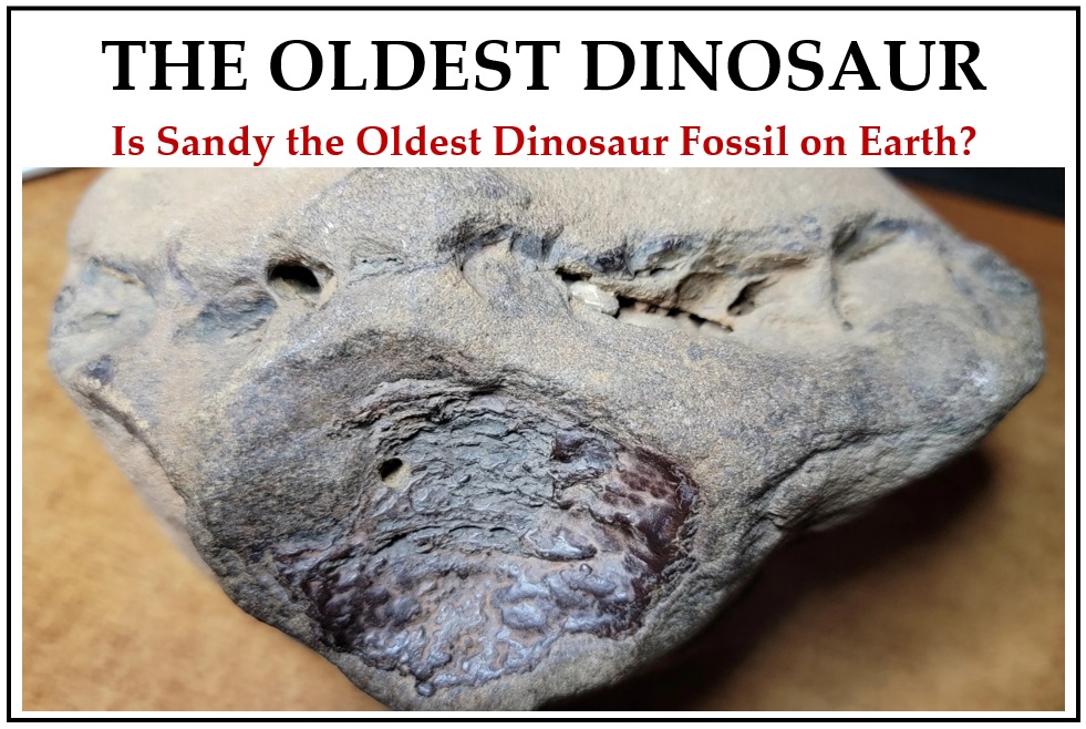 The Oldest Dinosaur's neck cavity further validates Sandy as a valuable archaeological find.