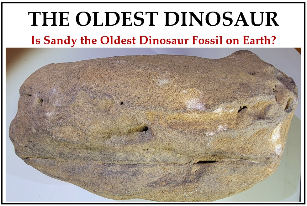 Left profile of Oldest Dinosaur is altered by formation of sandstone & marks from excavator.