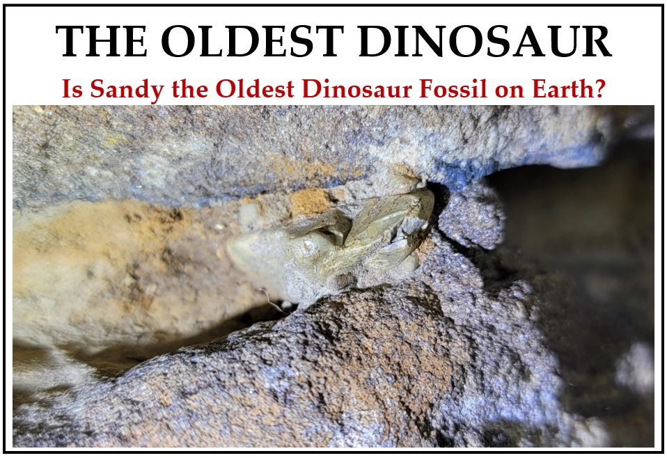 The Oldest Dinosaur has one remaining tooth on right side and appears to be a omnivore or herbivore.