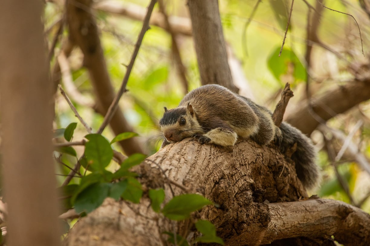 Grizzled giant squirrel resting on the branch.
