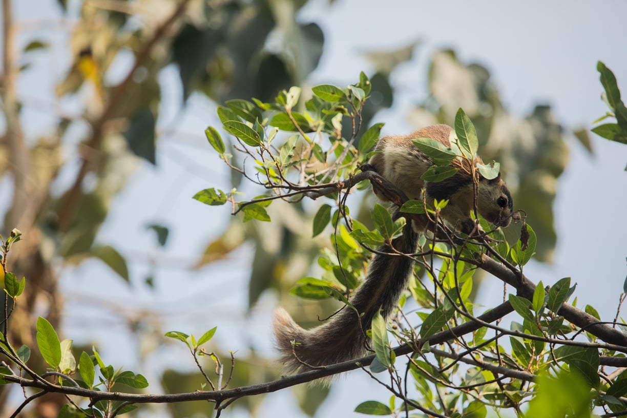 Giant squirrel was delicately balancing and scanning the top portions of the branch for ripe fruits.