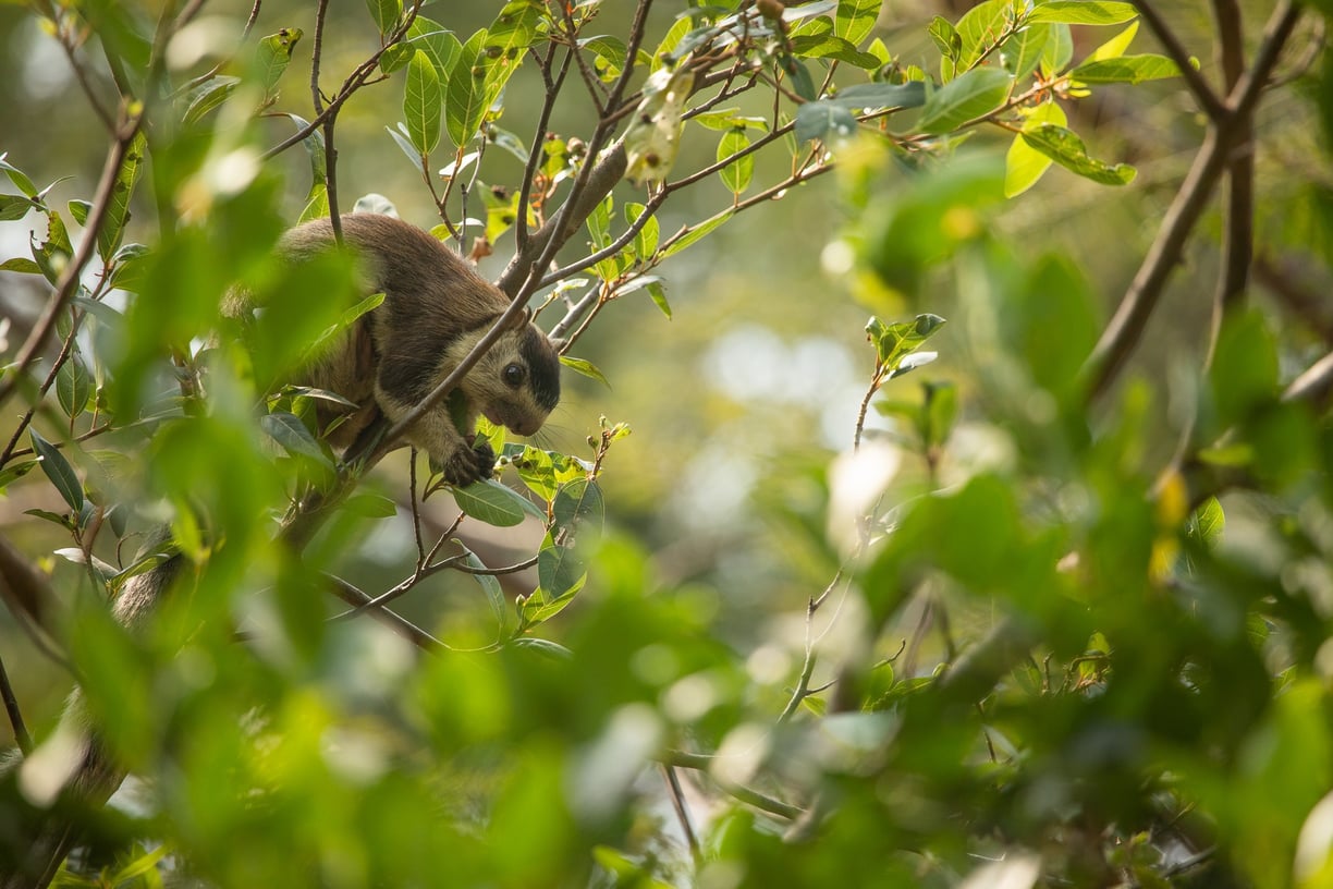 Here the giant squirrel is eating on the fresh leaves - which is what they prefer.
