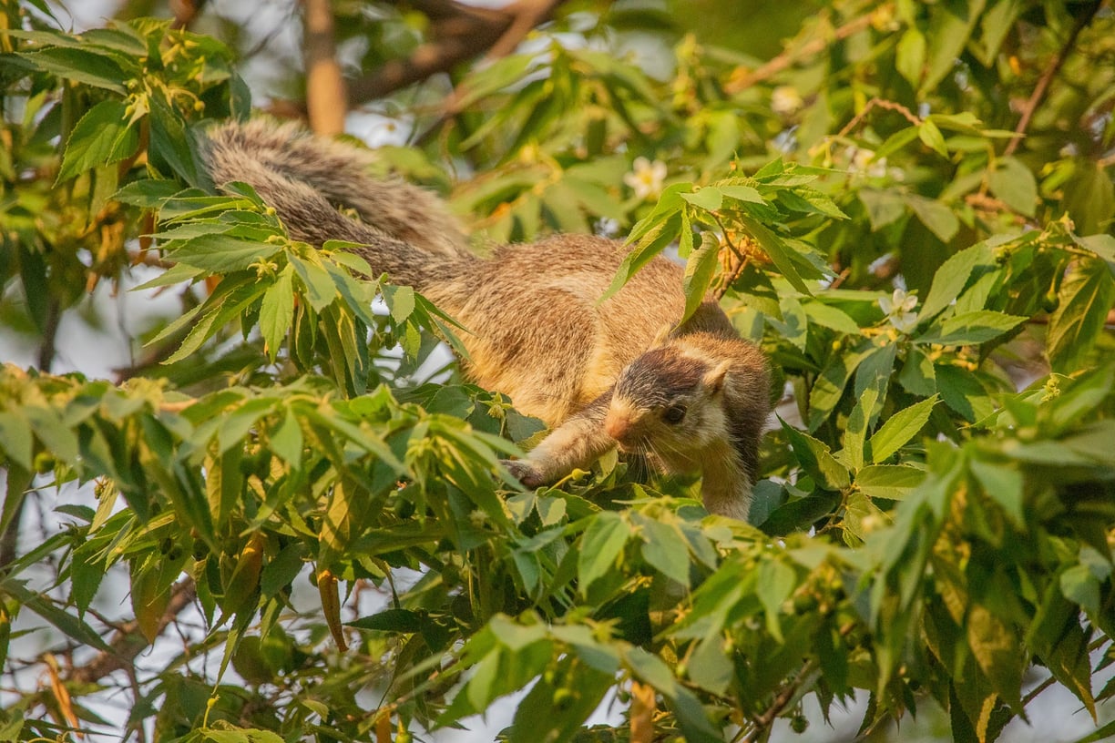 The giant squirrel was inspecting the fruits carefully and consuming one after another.