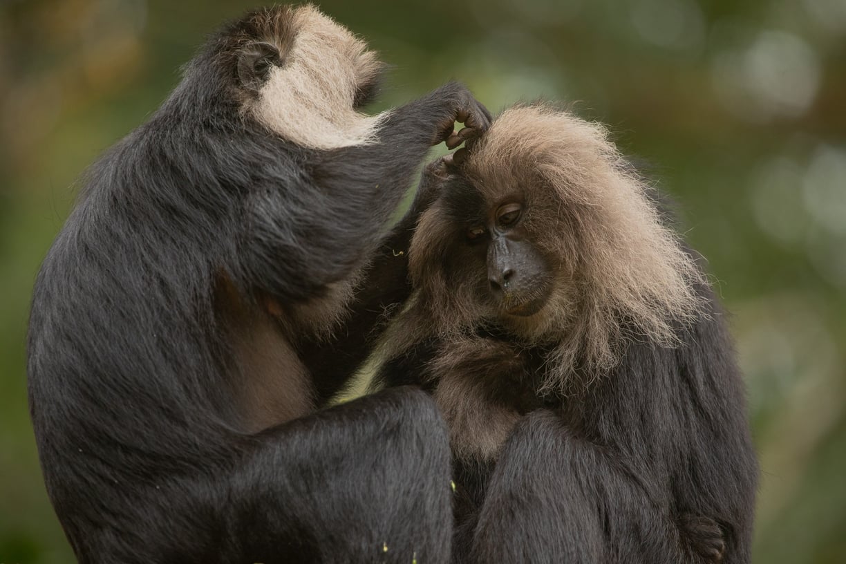 A lion-tailed macaque grooming another monkey. Aloogrooming is part of their social culture.