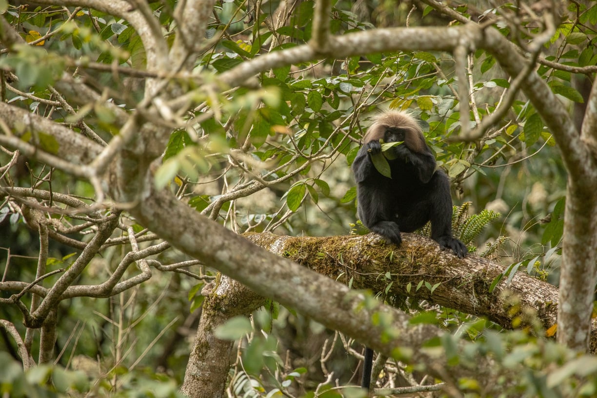 Nilgiri Langurs are mainly foliovorous, prefers leaves as their main diet.