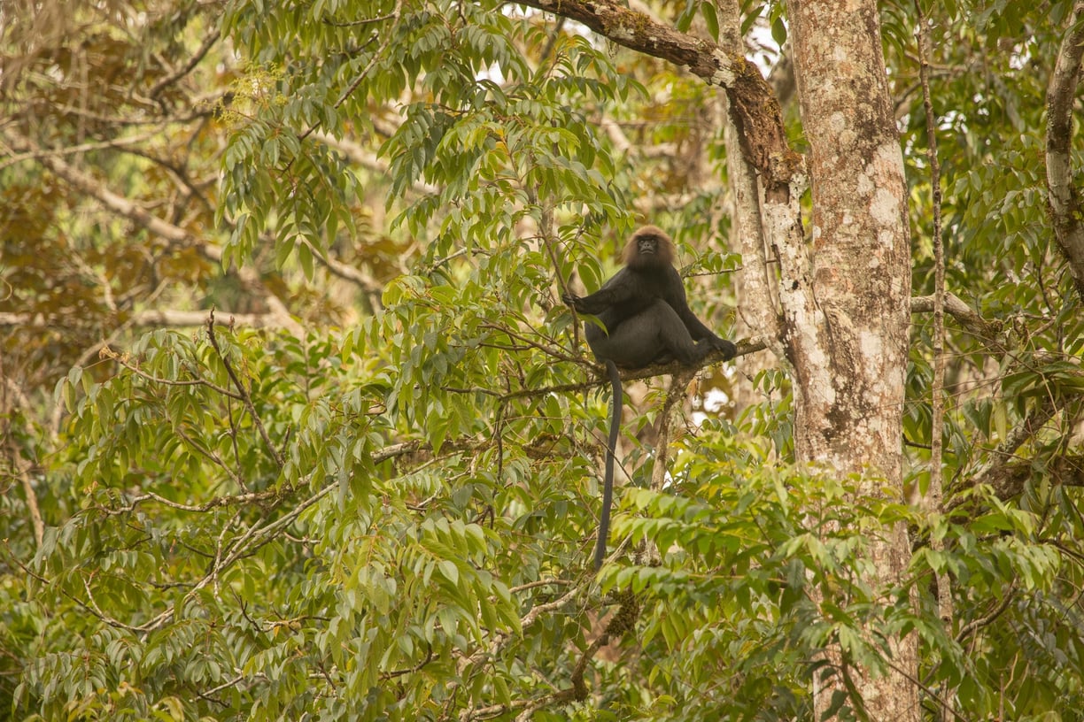 The langur watching the movement of other monkeys in the troop.