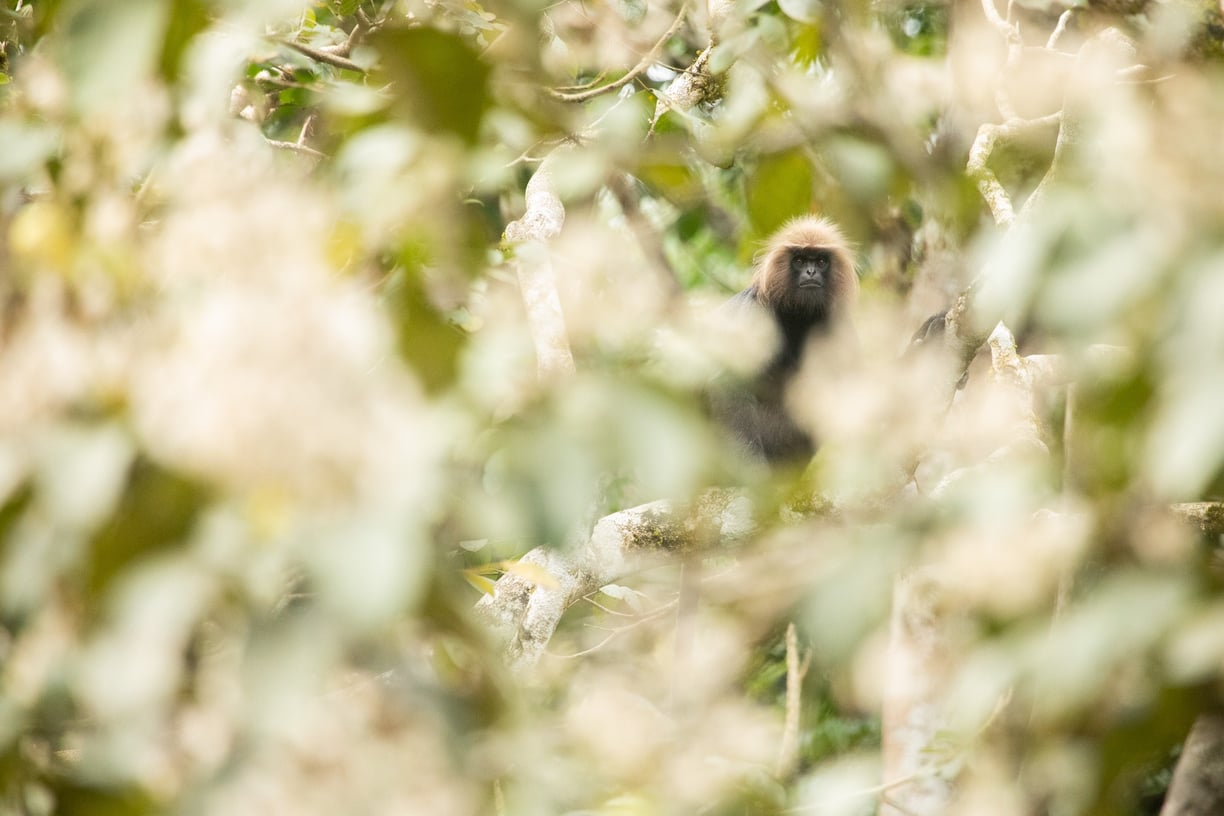 Nilgiri Langur, an endemic to Western Ghats.