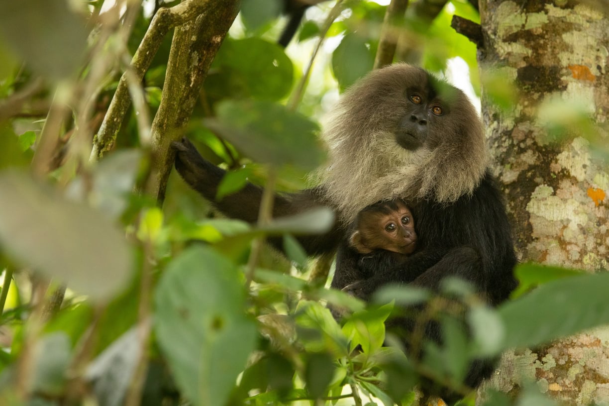 A lion-tailed macaque carrying its infant