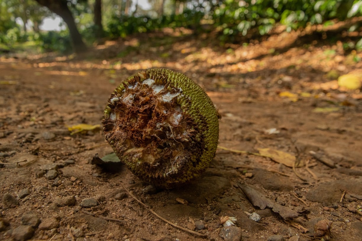 A half eaten jackfruit from a lion-tailed macaque.