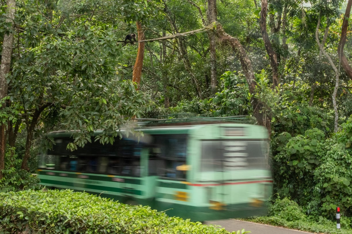 A lion-tailed macaque crossing on the bridge built by Nature Conversation Foundation.