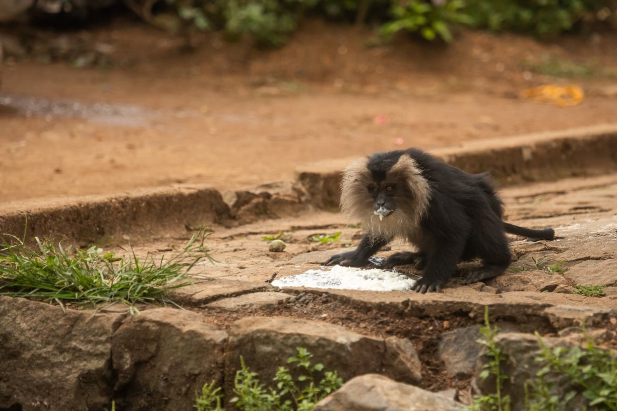 A lion-tailed macaque eating human made food.