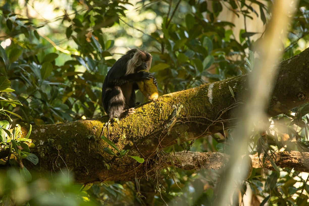 Lion-tailed macaque eating jackfruit.