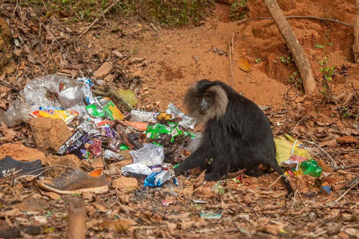 A lion-tailed macaque feeding on the garbage.