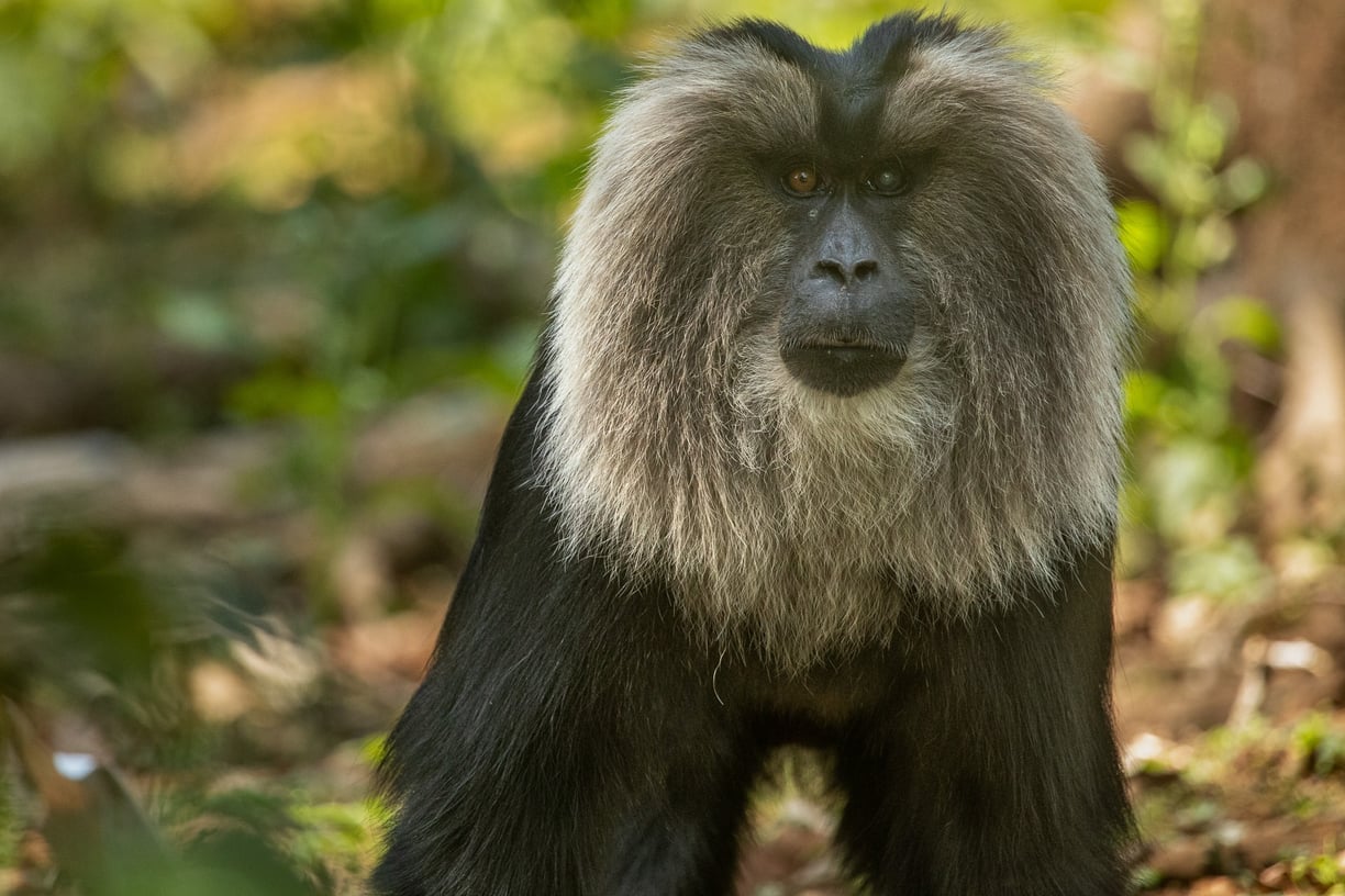 An alpha male of lion-tailed macaque.