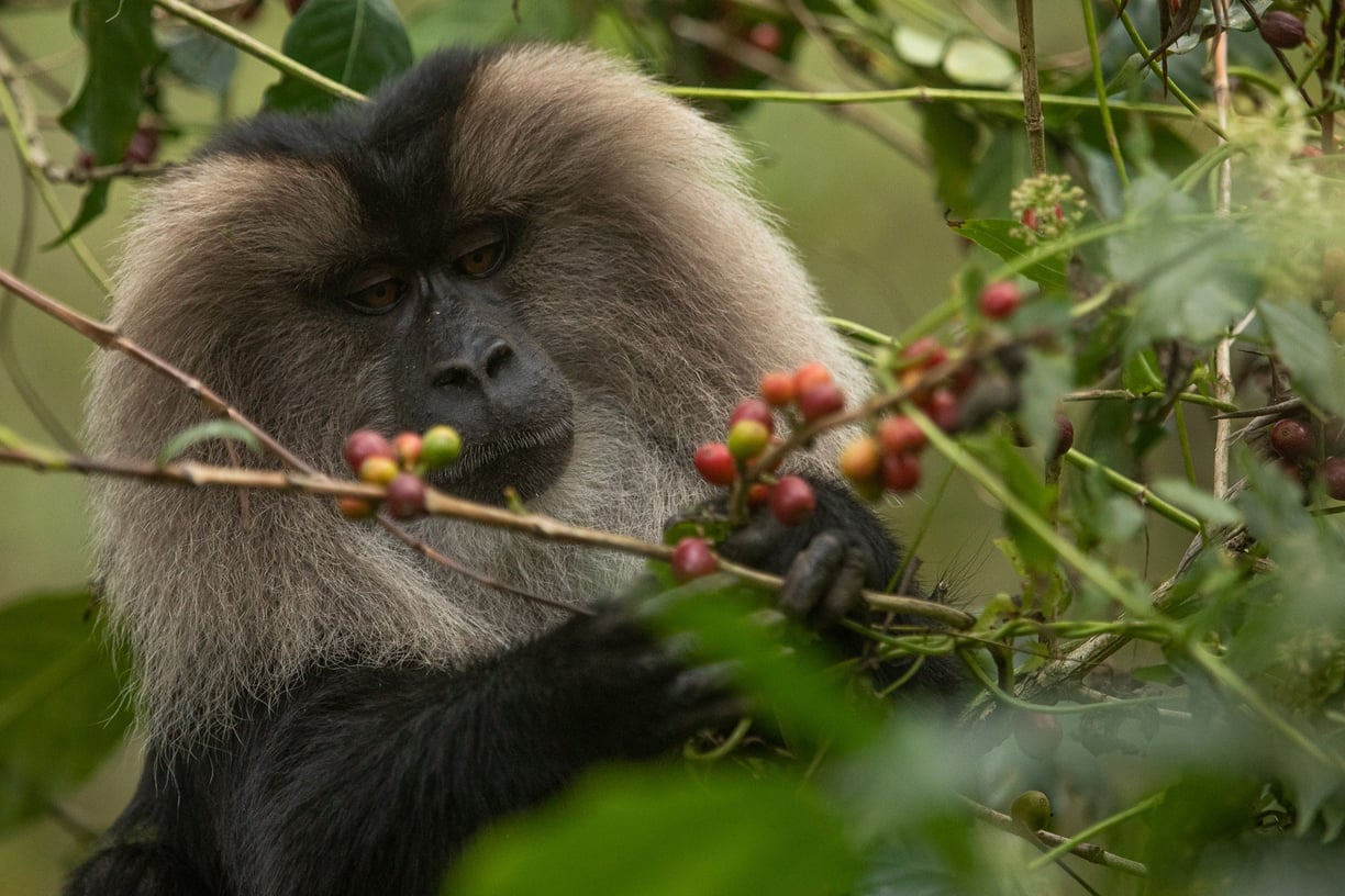 Lion-tailed macaque feeding on the coffee