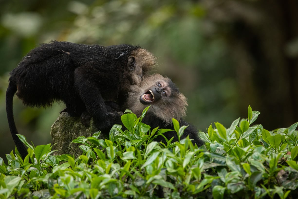 two lion-tailed macaques sub-adults playing with each other.