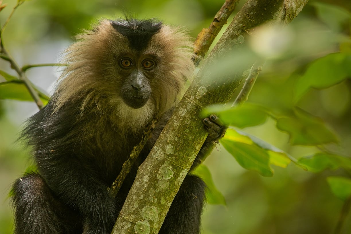 A portrait of a Lion-tailed macaque