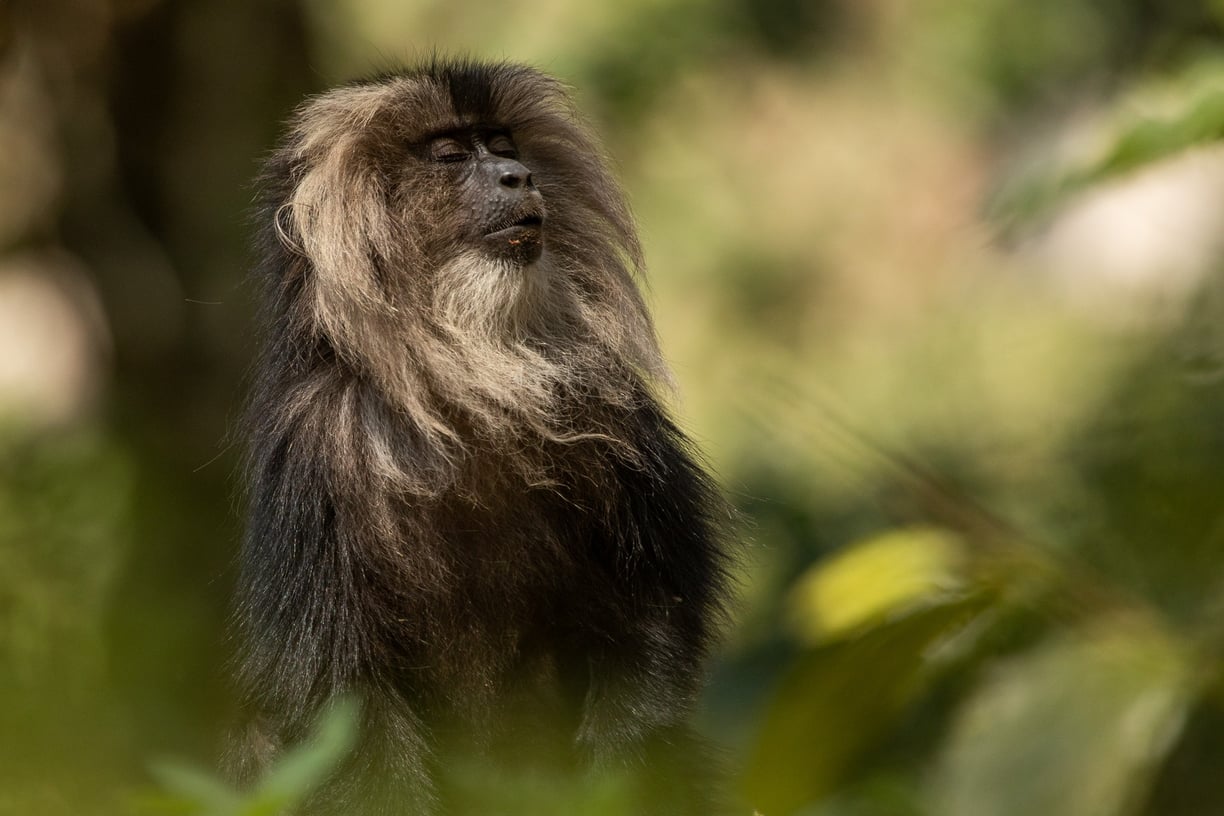 A portrait of a lion-tailed macaque