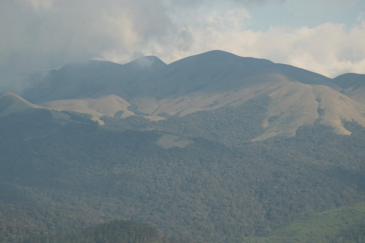 Landscape containing Sholas, evergreen forests and tea estates.