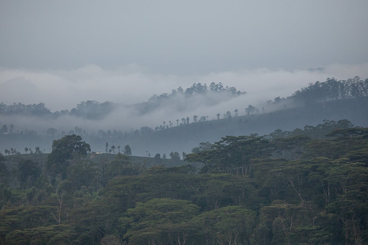 The sholas and tea estate.