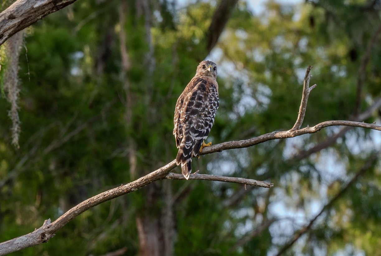 red tailed hawk perched on a branch with a forest background in estero florida