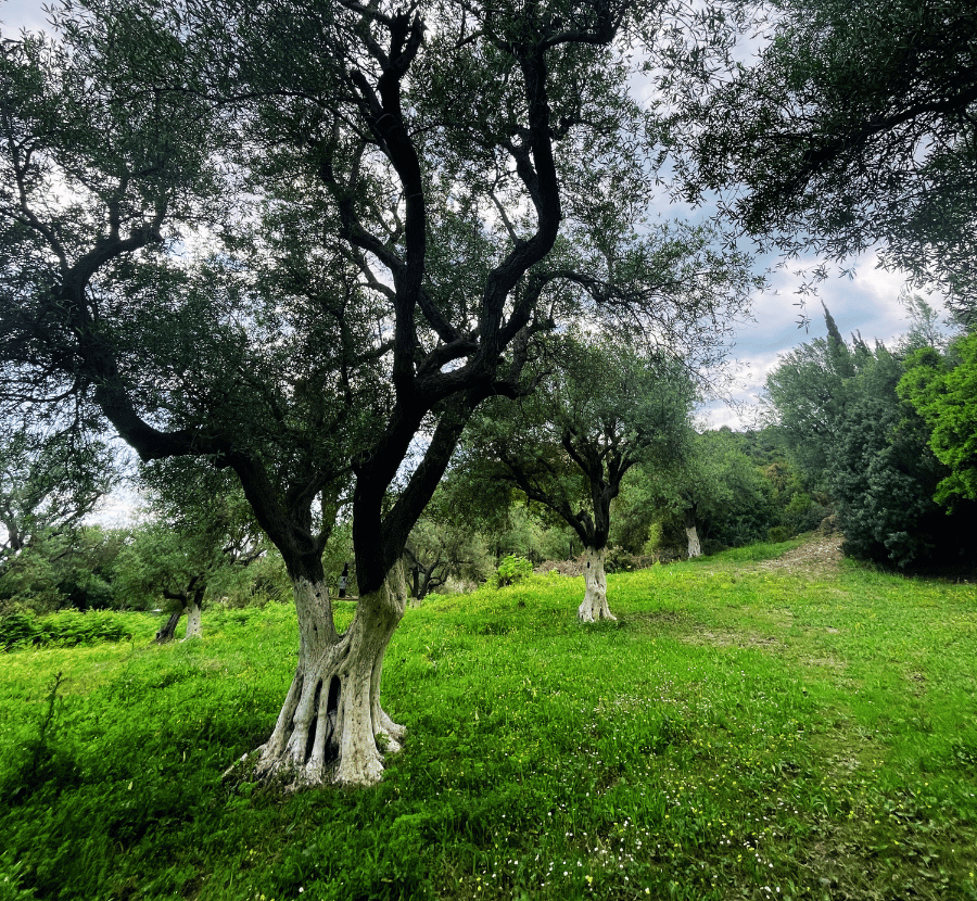 Livada de măslini Oloi, moștenire de familie
