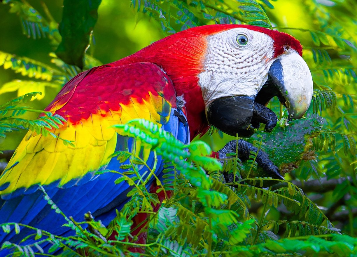 Grand Ara du costa rica qui mange une amande