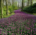 Bluebells in a woodland